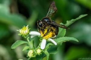 Xylocopa tranquebarorum_004.jpg