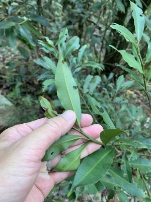 小葉樹杞