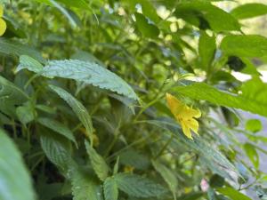 黃花鳳仙花