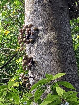 幹花榕