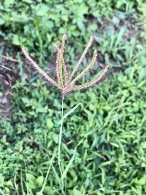 虎尾草、刺虎尾草、孟仁草