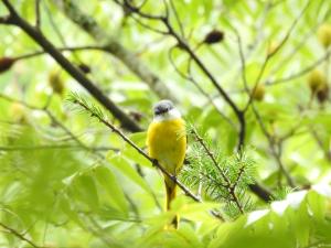 灰喉山椒鳥