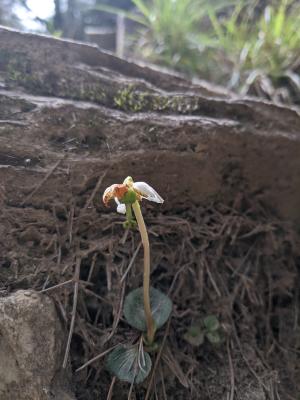 單花鹿蹄草