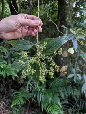 華八仙(華南分布)