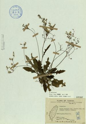 Ixeris laevigata (Bl.) Schultz.-Bip. var. oldhamii (Maxim.) Kitamura_標本_BRCM 4558