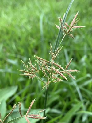 香附子 (香頭草)