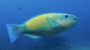 尾斑綠鸚哥魚（尾斑青鸚哥魚）