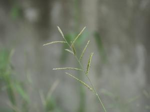 高野黍