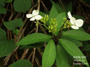 華八仙(華南分布)