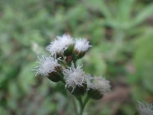 勝紅薊 (藿香薊)