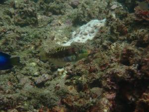 雲紋海豬魚