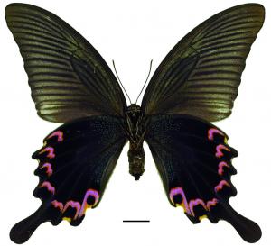 Papilio dialis tatsuta Murayama, 1970 穹翠鳳蝶