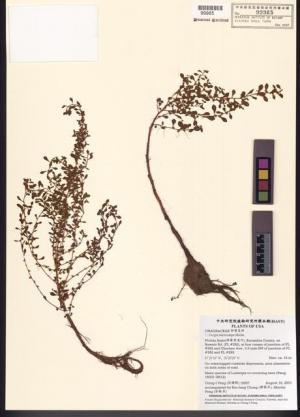 Ludwigia microcarpa Michx._標本_BRCM 7827