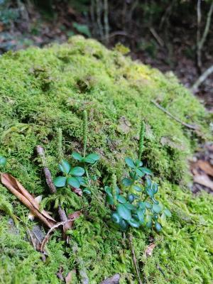 小椒草