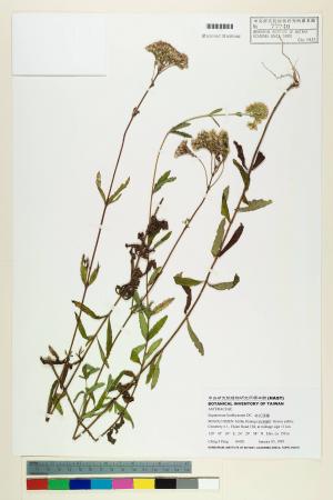 Eupatorium lindleyanum DC._標本_BRCM 5771