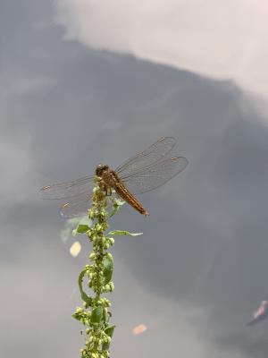 黃翅蜻  (褐斑蜻蜓)