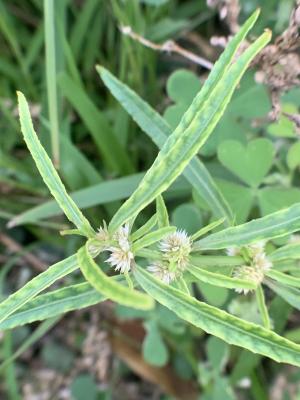 蝦鉗菜 (蓮子草 )