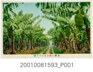 大日本印刷株式會社印製臺灣的香蕉園