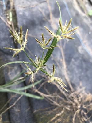 香附子 (香頭草)