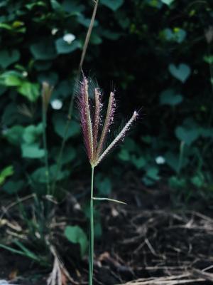 虎尾草、刺虎尾草、孟仁草