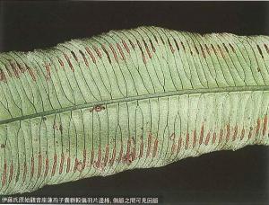 48_伊藤氏原始觀音座蓮孢子囊群較邊羽片邊緣，側脈之間可見回脈