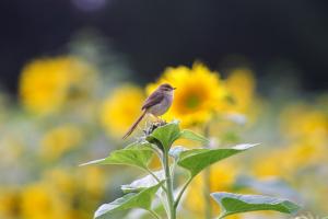 褐頭鷦鶯