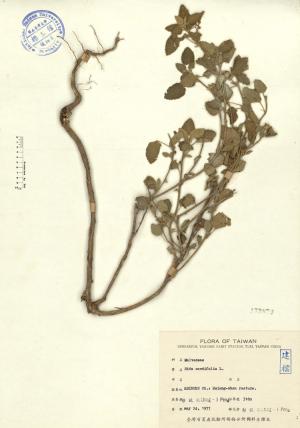 Sida cordifolia L._標本_BRCM 4368