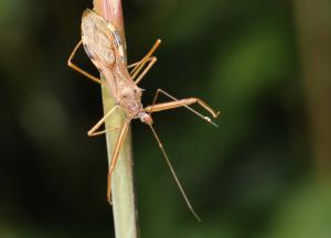 白斑素獵椿象 (六刺素獵椿象)