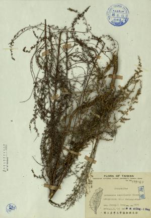 Artemisia capillaris Thunb._標本_BRCM 4221