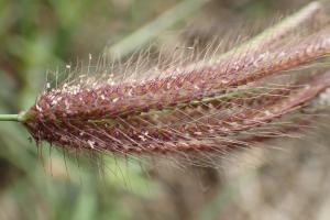 虎尾草、刺虎尾草、孟仁草