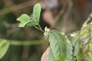 臺灣山桂花