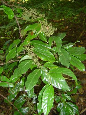 臺灣山桂花