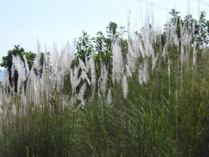 甜根子草