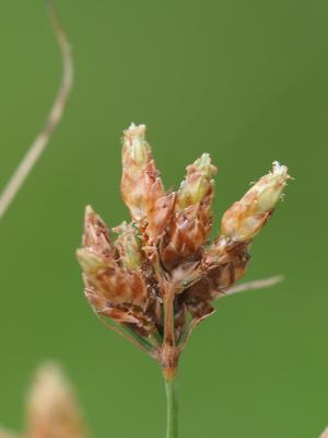 兩歧飄拂草 (棱穗飄拂草)