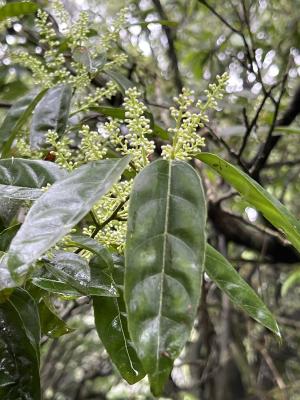 小花鼠刺