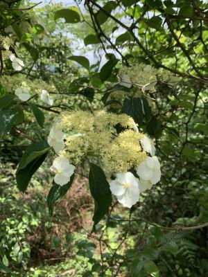 華八仙(華南分布)