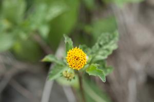 白花鬼針