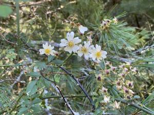 高山薔薇