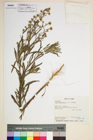 Conyza bonariensis (L.) Cronq._標本_BRCM 7100