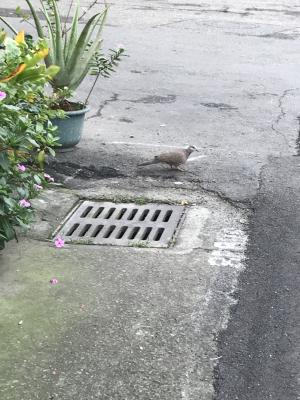 珠頸斑鳩