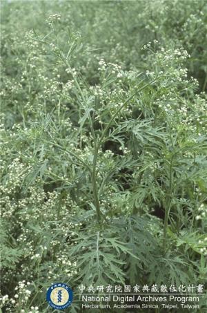 Parthenium hysterophorus L._BRCM 6138