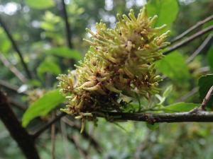 臺灣山桂花