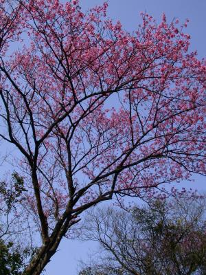 山櫻花