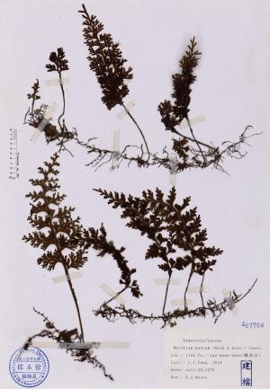 Mecodium badium (Hook. & Grev.) Copel._標本_BRCM 4727