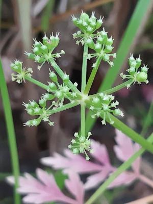 水芹菜