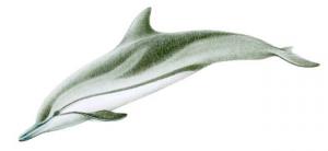條紋海豚