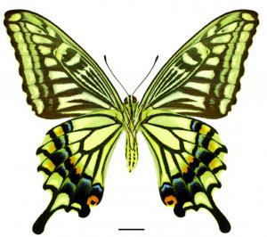 Papilio xuthus Linnaeus, 1767 柑橘鳳蝶