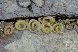 網紋松螺的卵囊