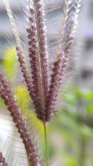 虎尾草、刺虎尾草、孟仁草