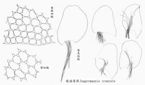 截頭葉蘚